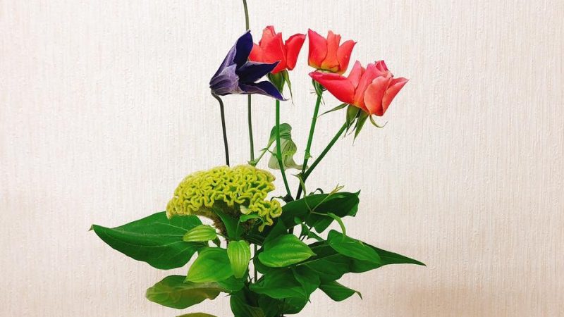 新しいお花